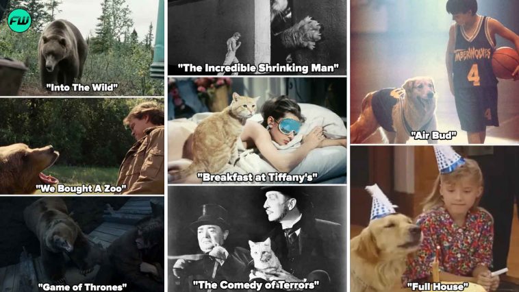 12 Animal Actors Who Deserve Recognition For Their Amazing Contributions To Hollywood