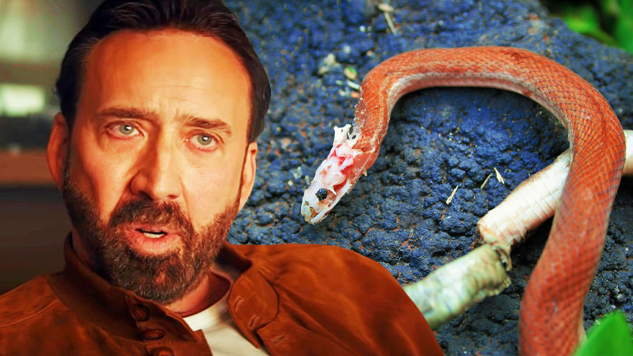 nicolas cage’s 2-headed snake, was tired of separating them with a spatula while having dinne